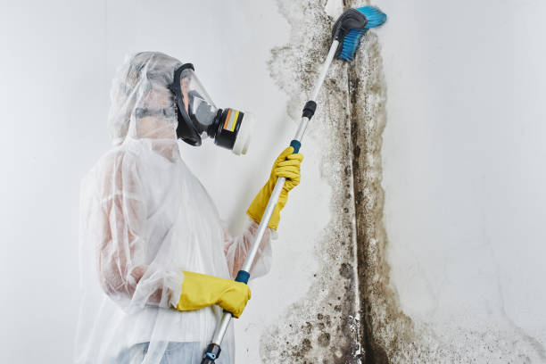 Best Residential Mold Remediation in Union City, CA