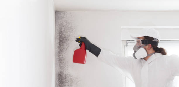 Best Residential Mold Remediation in Union City, CA