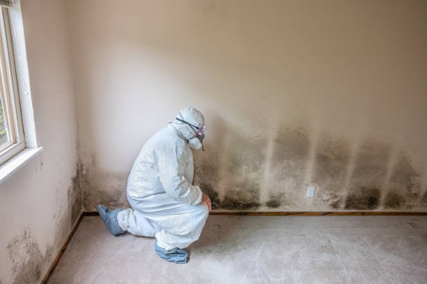 Best HVAC Mold Remediation in Union City, CA