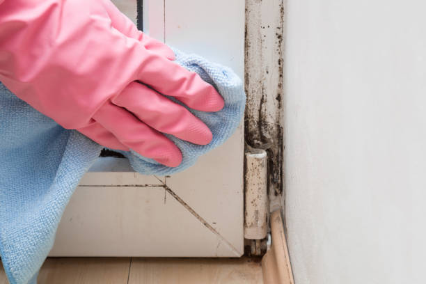 Best Bathroom Mold Remediation in Union City, CA